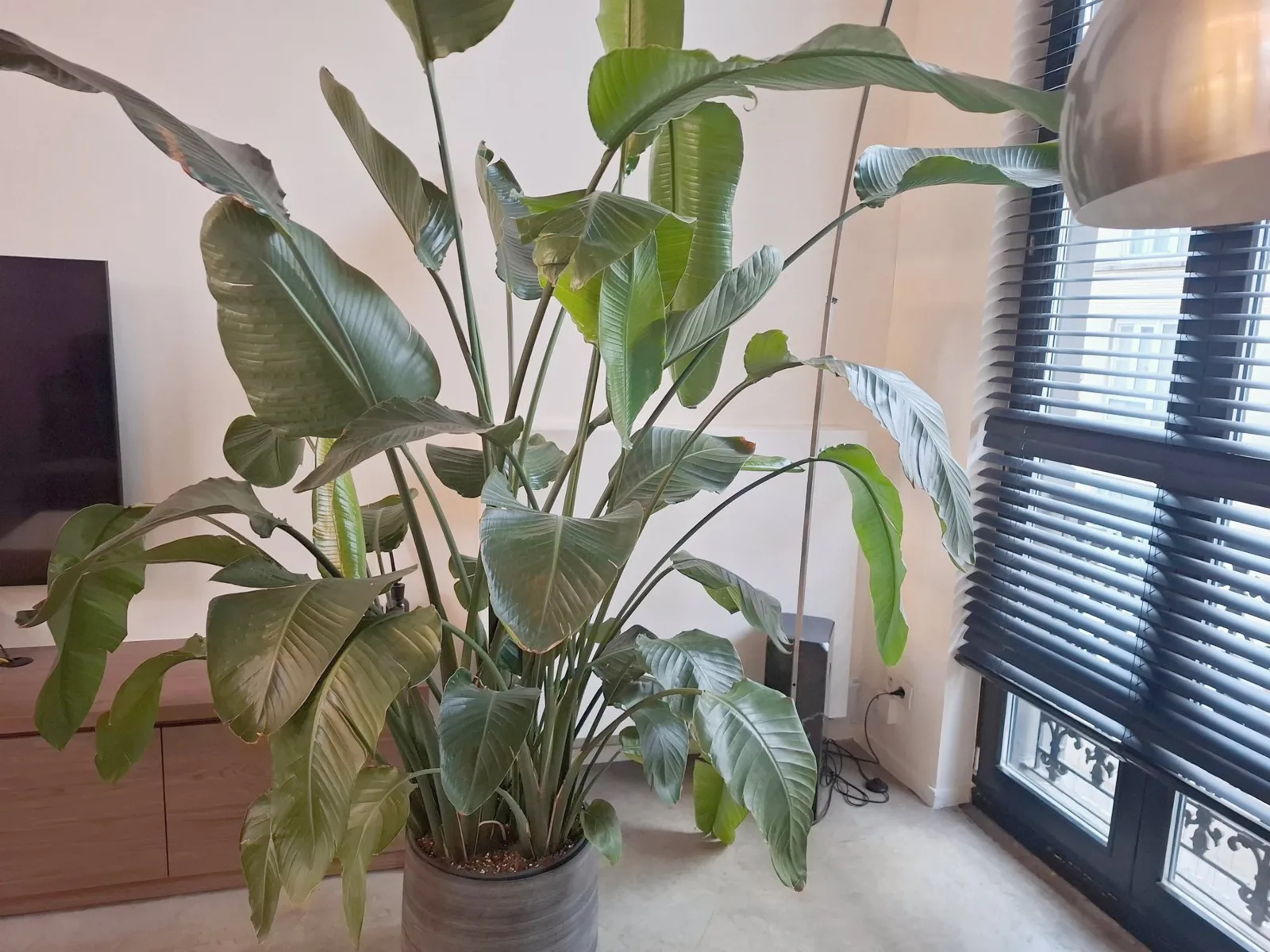 Strelitzia voor de hoge straatramen met lamellen