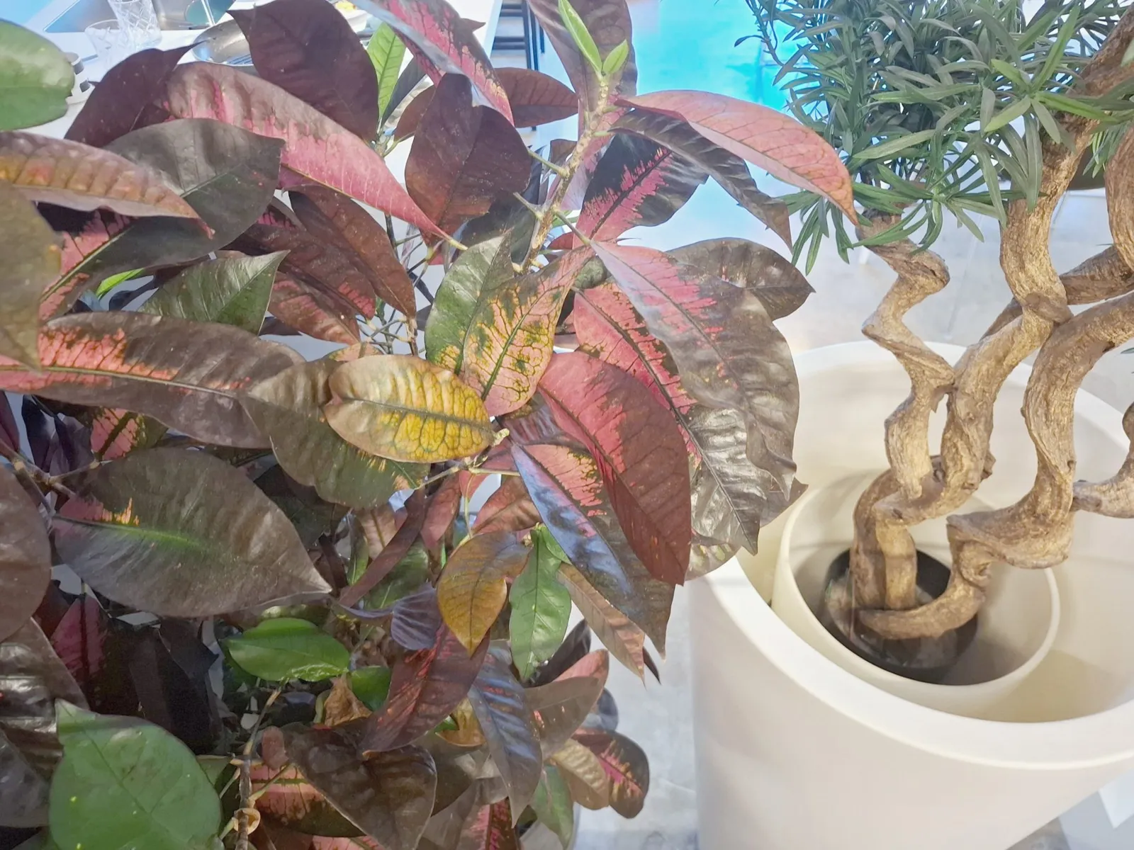 Croton en gedraaide bonsai in de keuken