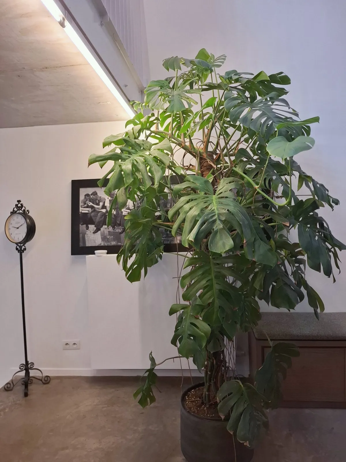 Monstera onder de mezzanine