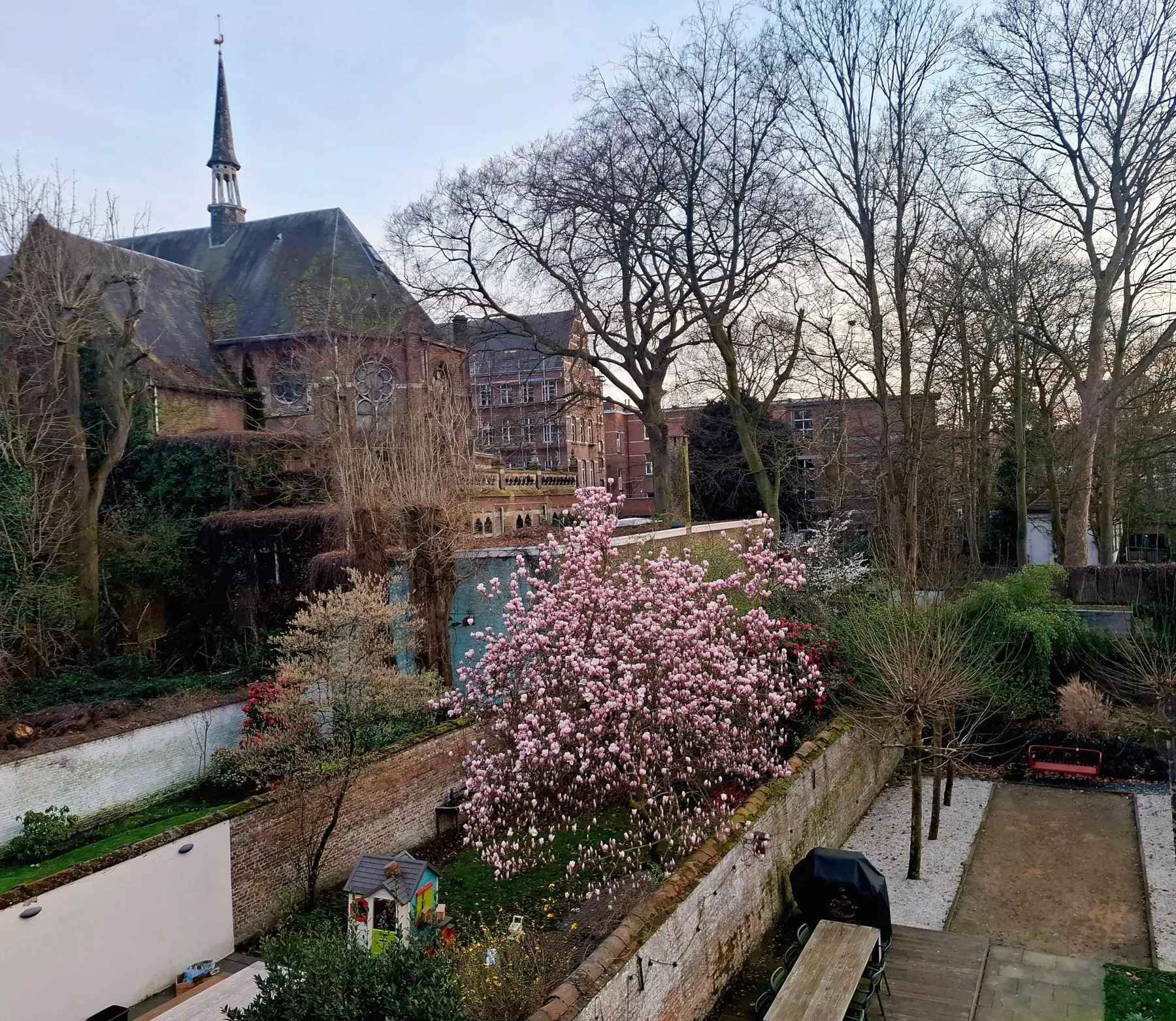 Maart: magnolia in bloei